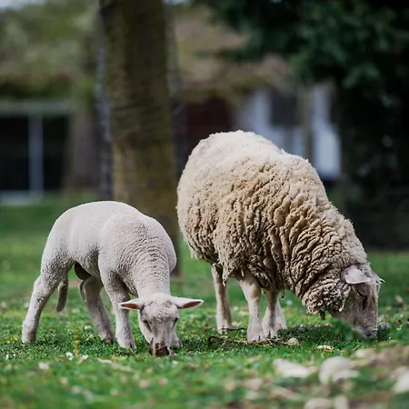 Chez Bernadette Alsace Prox Route Des Vins Et Europa Park Rulantica Marckolsheim