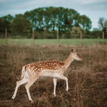 Casa de Férias Chez Bernadette Alsace Prox Route Des Vins Et Europa Park Rulantica *