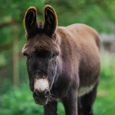 Casa de Férias Chez Bernadette Alsace Prox Route Des Vins Et Europa Park Rulantica Marckolsheim