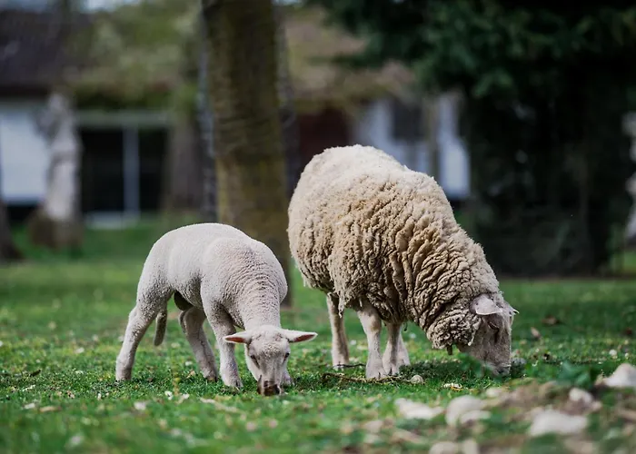 Chez Bernadette Alsace Prox Route Des Vins Et Europa Park Rulantica Marckolsheim