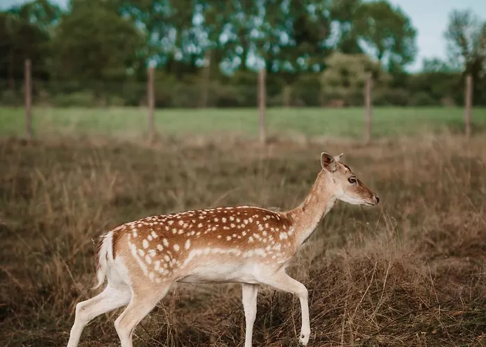 Vakantiehuis Chez Bernadette Alsace Prox Route Des Vins Et Europa Park Rulantica *
