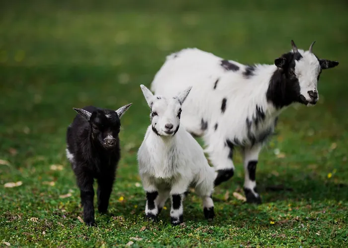 Vakantiehuis Chez Bernadette Alsace Prox Route Des Vins Et Europa Park Rulantica