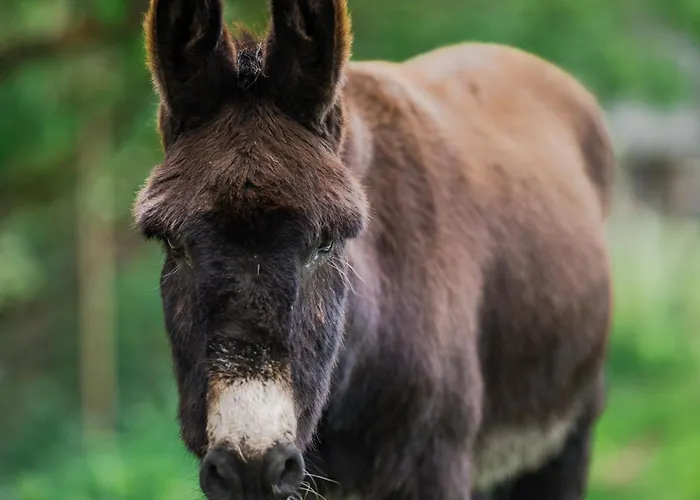 Vakantiehuis Chez Bernadette Alsace Prox Route Des Vins Et Europa Park Rulantica Marckolsheim